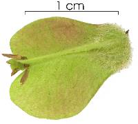 Image of Serjania trachygona
