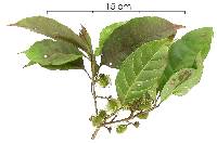 Sloanea meianthera image