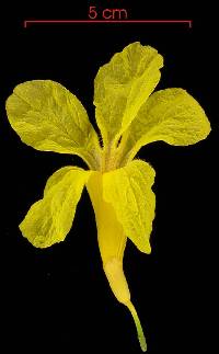 Image of Handroanthus guayacan