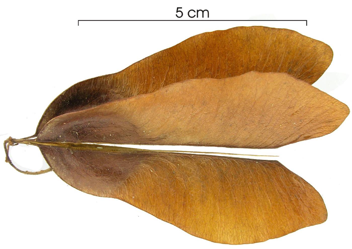 Thinouia myriantha image