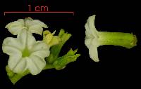 Image of Tournefortia bicolor