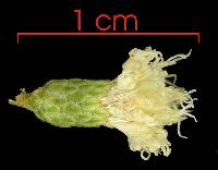 Image of Vernonia patens