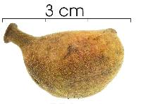 Xylopia macrantha image