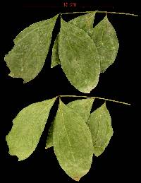 Zygia latifolia var. latifolia image