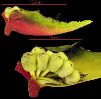 Heliconia platystachys image