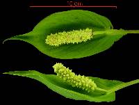 Image of Spathiphyllum phryniifolium