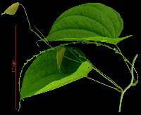 Dioscorea urophylla image