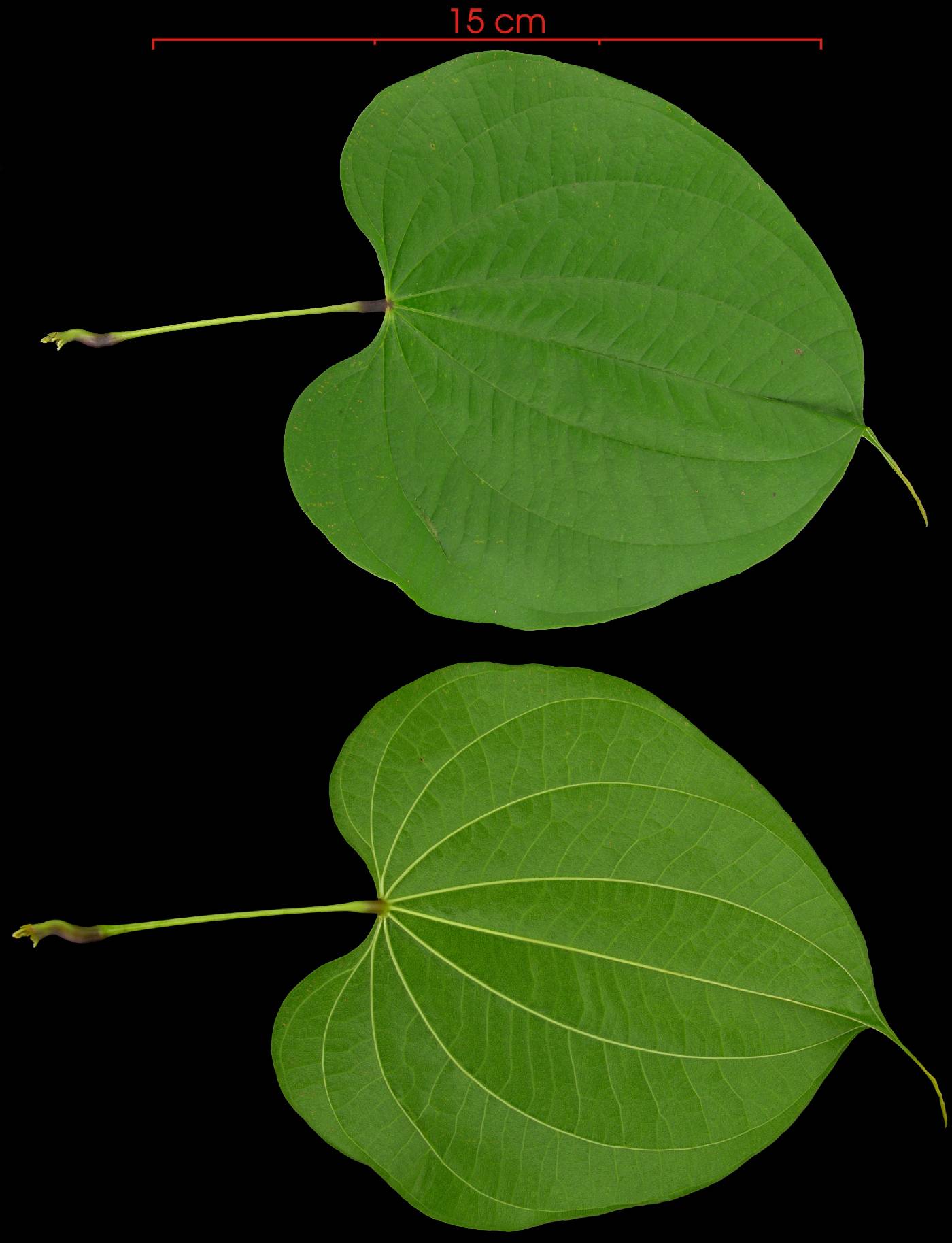 Dioscorea urophylla image