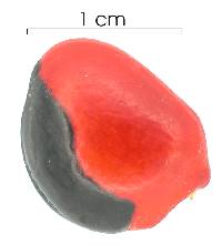 Ormosia coccinea image
