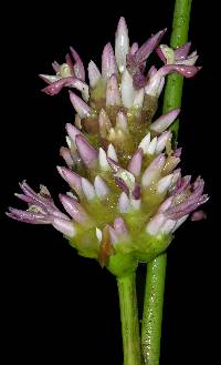 Calathea latifolia image