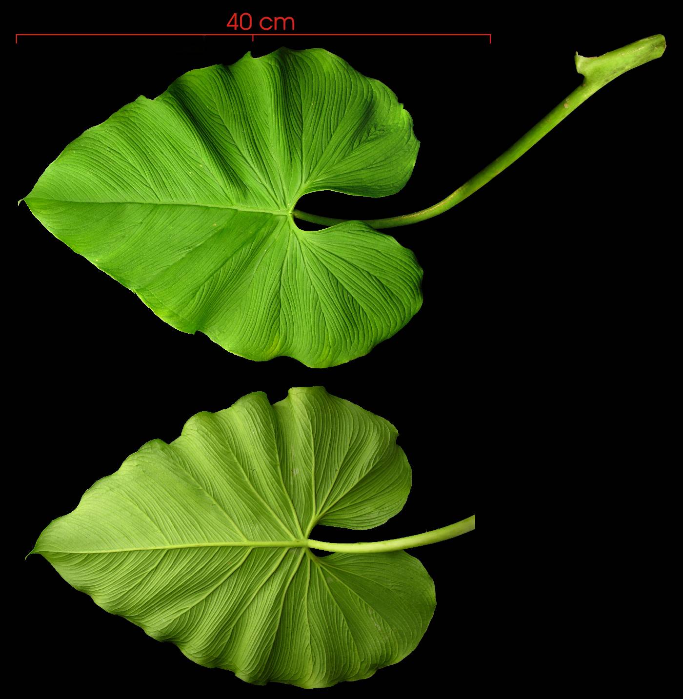 Philodendron jacquinii image