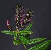 Image of Cavendishia stenophylla