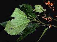 Image of Besleria solanoides