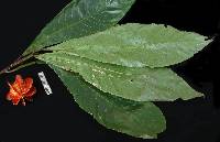 Image of Carpotroche platyptera