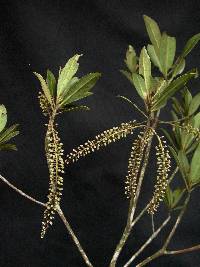 Image of Cyrilla racemiflora