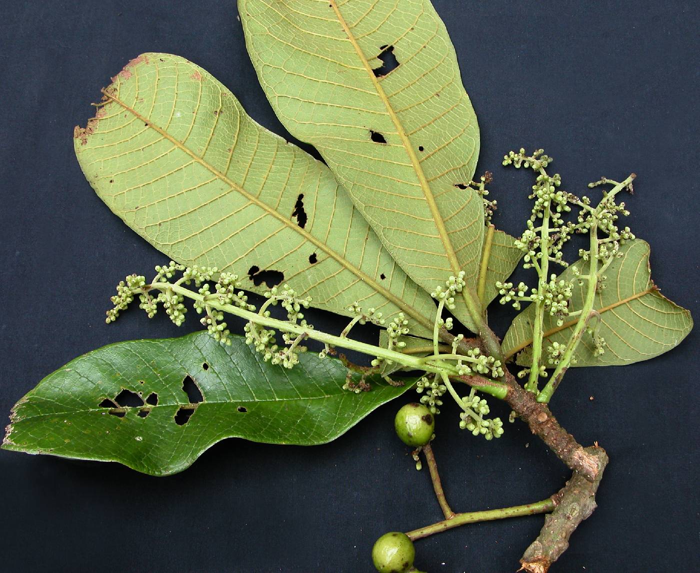 Sabiaceae image