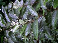 Image of Croton schiedeanus