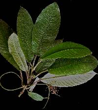 Lasianthus panamensis image