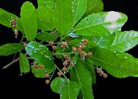 Image of Sloanea terniflora