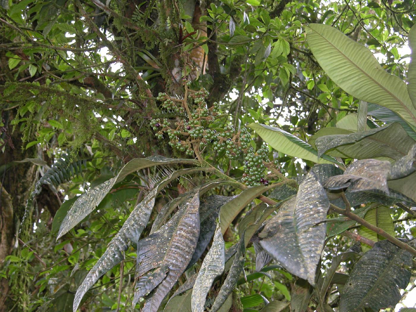 Ardisia megistophylla image