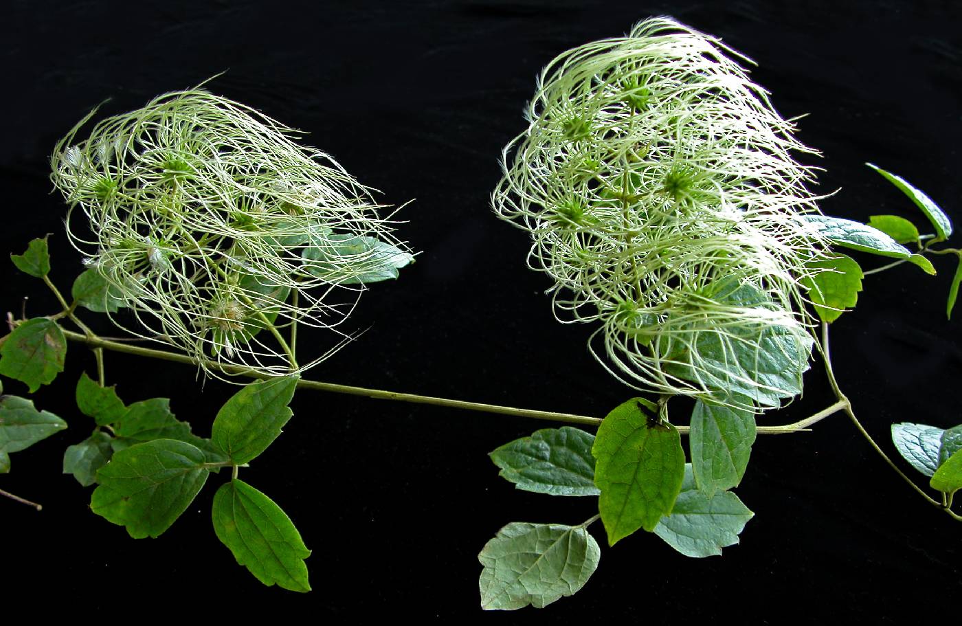 Clematis acapulcensis image