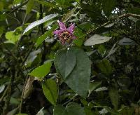 Image of Passiflora oerstedii