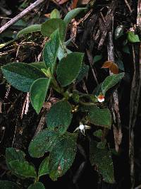 Image of Rufodorsia congestiflora