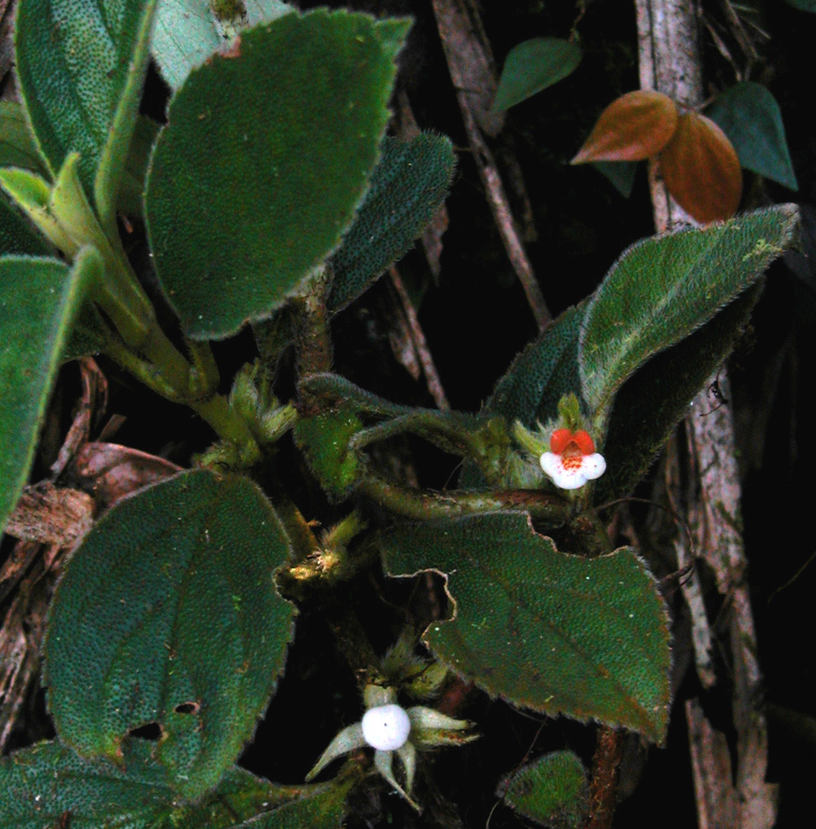 Rufodorsia image