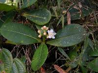 Image of Clusia stenophylla