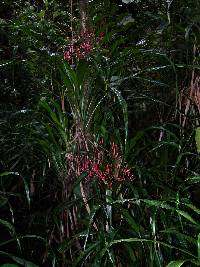 Image of Pitcairnia valerioi