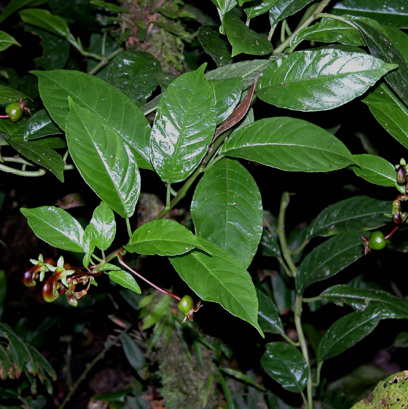 Campanulaceae image