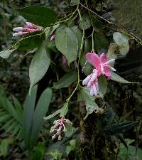 Cavendishia subfasciculata image