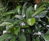 Coffea liberica image