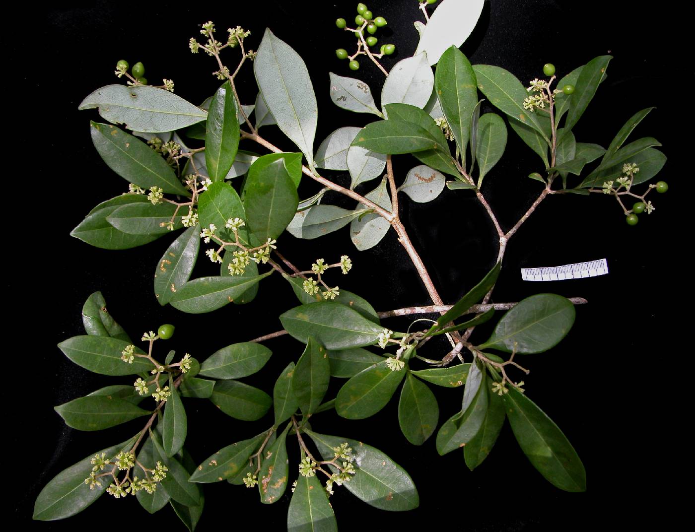 Thymelaeaceae image