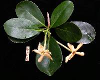 Image of Cosmibuena grandiflora
