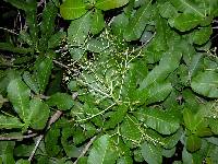 Image of Anacardium excelsum
