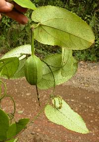 Image of Aristolochia sprucei