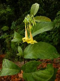 Image of Odontadenia verrucosa