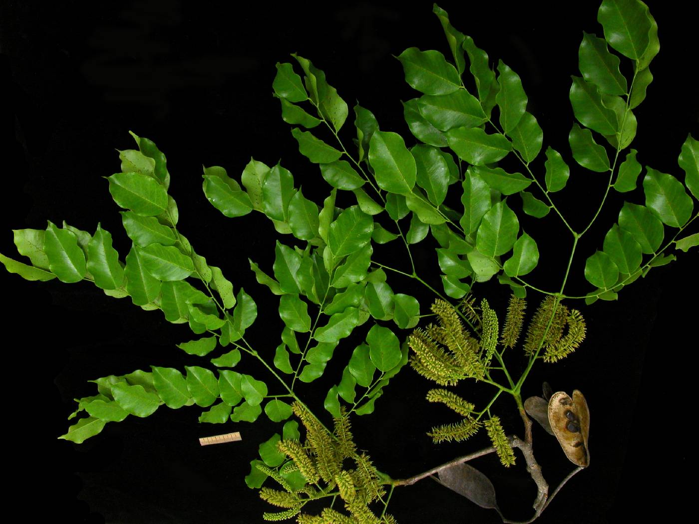Erythrophleum suaveolens image