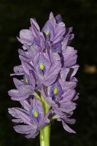 Image of Eichhornia azurea