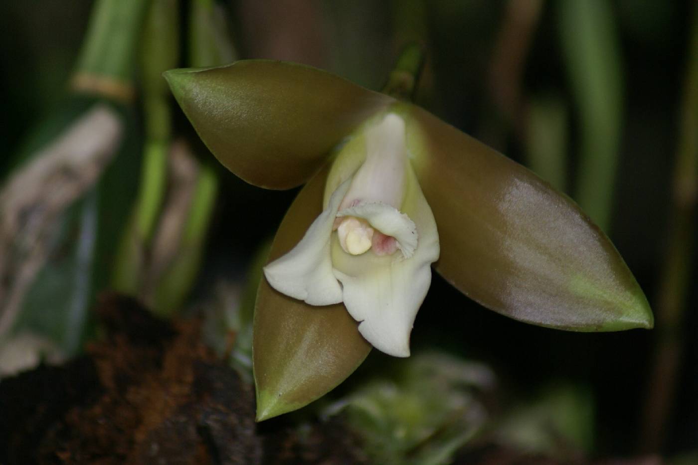 Lycaste macrophylla image