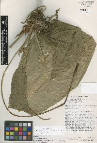 Image of Anthurium canasas