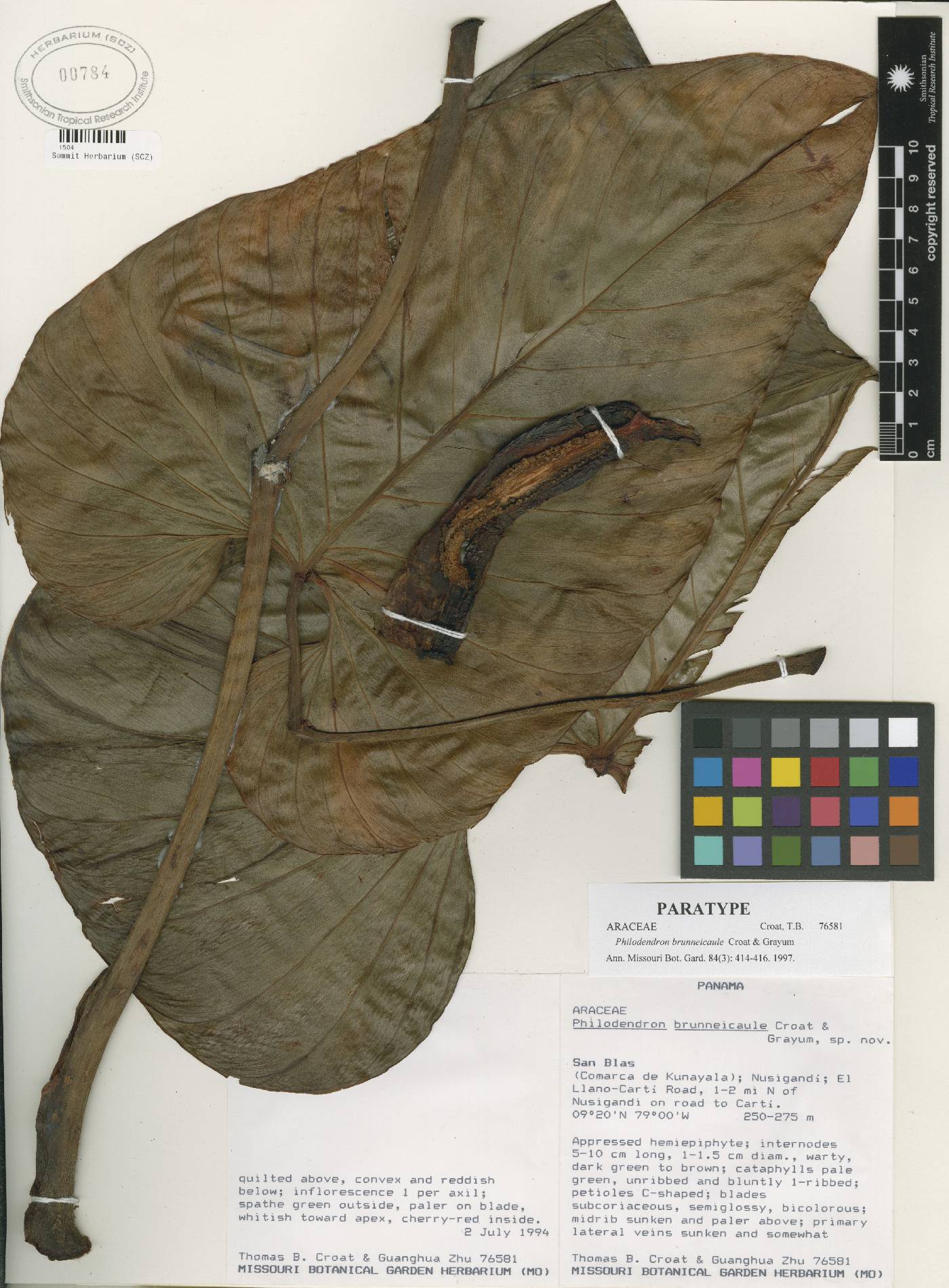 Philodendron brunneicaule image