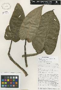 Philodendron ligulatum var. ovatum image
