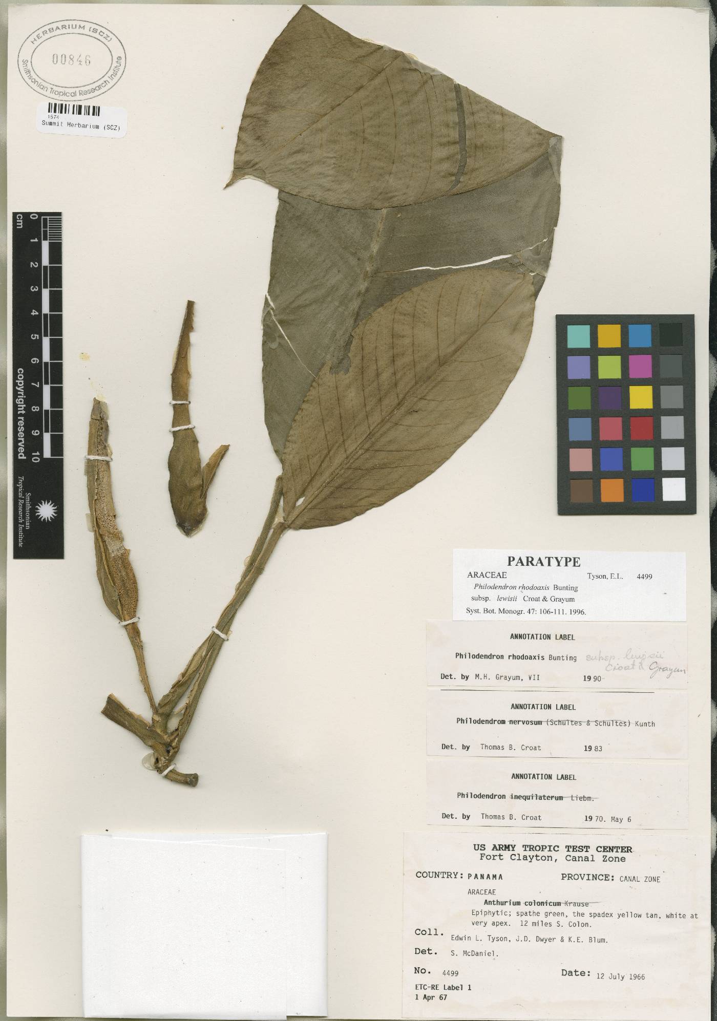 Philodendron rhodoaxis subsp. lewisii image