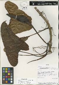 Philodendron wilburii image