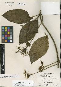 Image of Fischeria panamensis