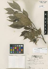 Image of Cornus disciflora