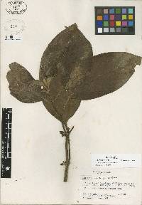 Image of Besleria chiriquensis