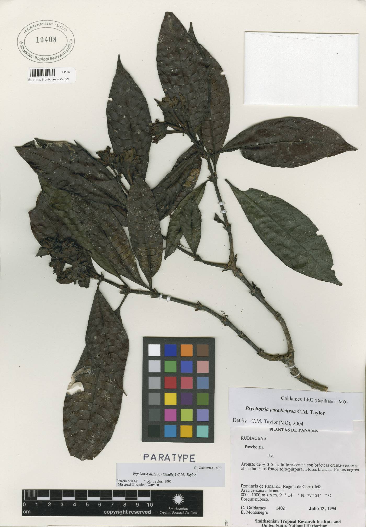 Psychotria paradichroa image